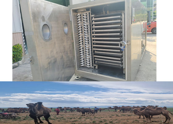 Máquina de congelación de frutas secas con capacidad de 100 kg por lote