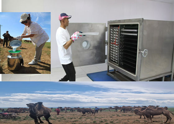 Máquina de congelación de frutas secas  o Leybold compressor